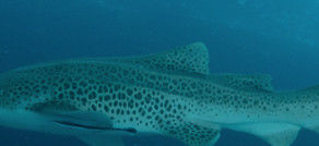 9fceb34e-13f1-4ff4-b232-4acab17fbe25