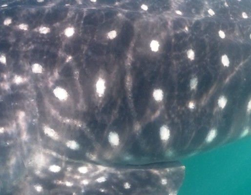 dcc7be81-6e85-4c55-9be5-46a969626131