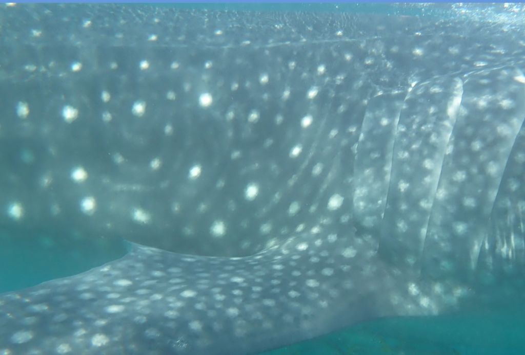 ca939e38-be58-42f0-8e9b-61ea0a624f1a