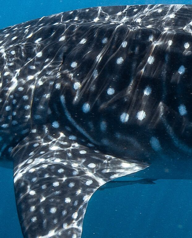 a96edf2a-2491-4d87-864b-d6cc7efaf67b