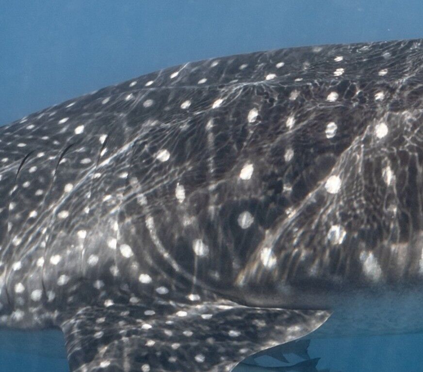 9663b01e-8ab0-4378-a971-abc3237f07cd