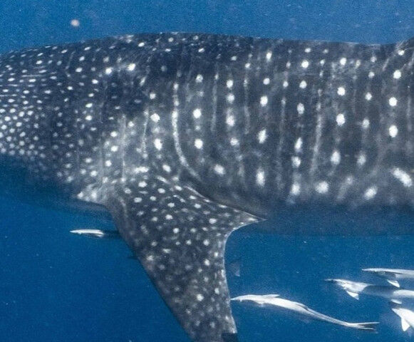 fc76602e-2c36-4060-bd95-06647da3eac1