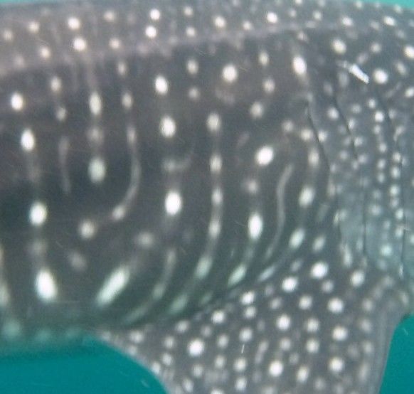 f4e15aff-c0fd-4baf-99f8-b5e7ceb73024