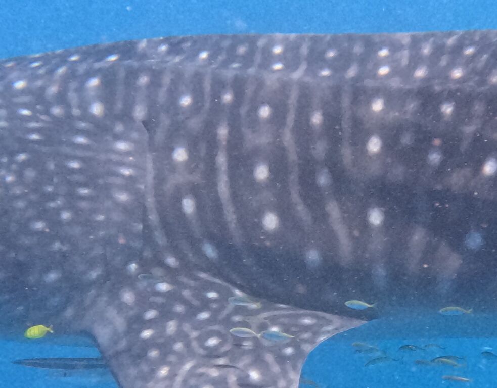 1d0faa4c-6d47-4155-918e-1127ca243bd4