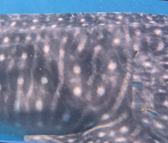 1d0faa4c-6d47-4155-918e-1127ca243bd4