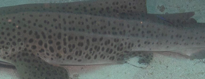 2a7ba8b0-c9c5-4e92-8f01-61a300918be4