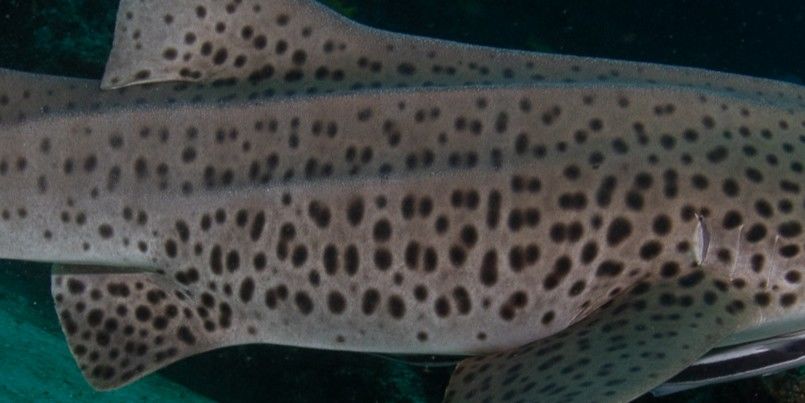 2a7ba8b0-c9c5-4e92-8f01-61a300918be4