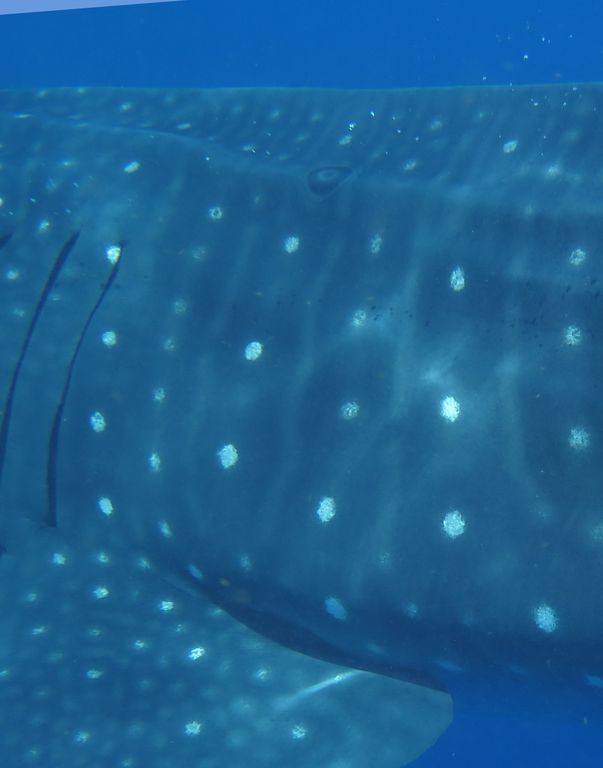 1d1dc7f4-294d-4e96-abe9-c73fb23c3ec3