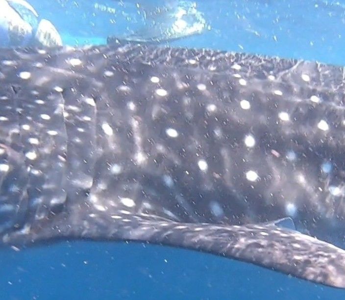 de66c779-01a1-4372-bffa-247b6c553446