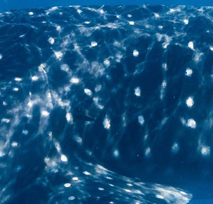 0e61075b-4489-4b72-8969-488478796f7a