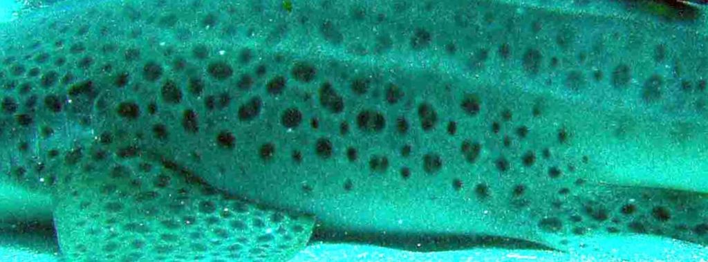 0e09d6f9-d0fd-4312-8231-42573e5c252c