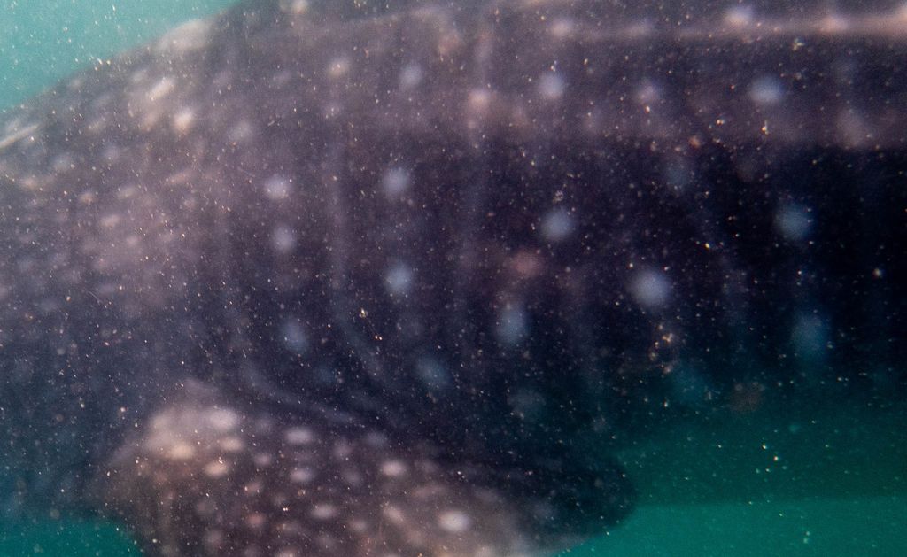 b50819da-0901-4abc-8ddf-1fd5138edfab