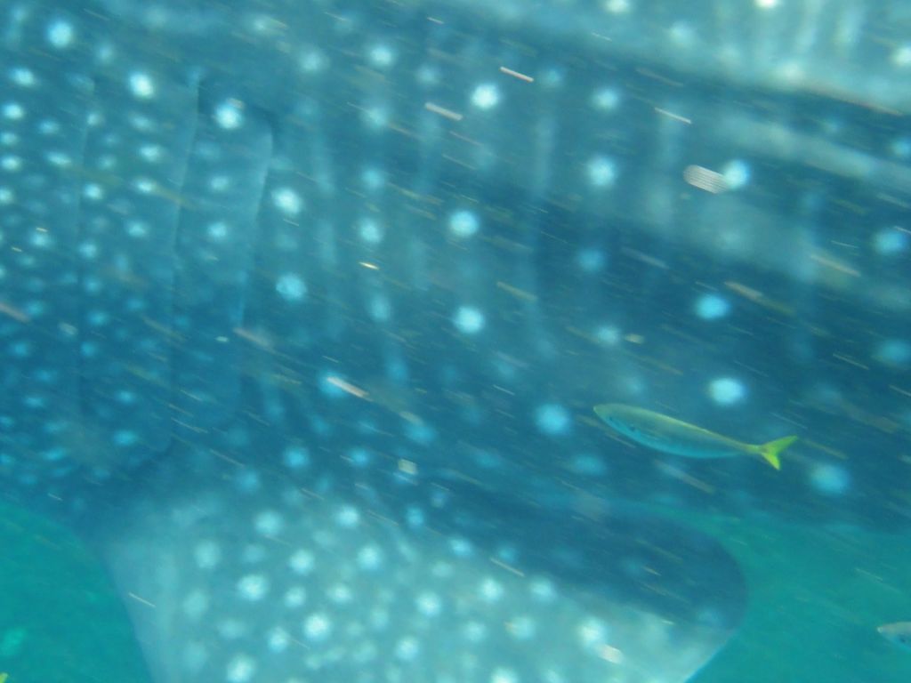 f18e06e8-9a3a-47f8-9a08-fd5006d754ac