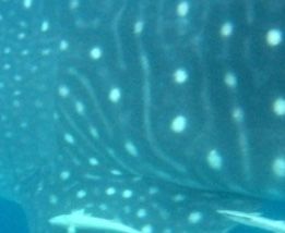 3b52337d-26e1-4d82-9b6d-21e5eb33c9ad