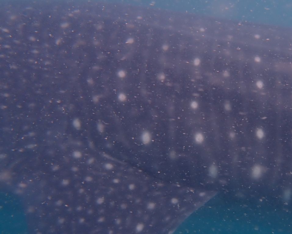 d608eec0-87de-4b9b-b50a-1a0081cd349c