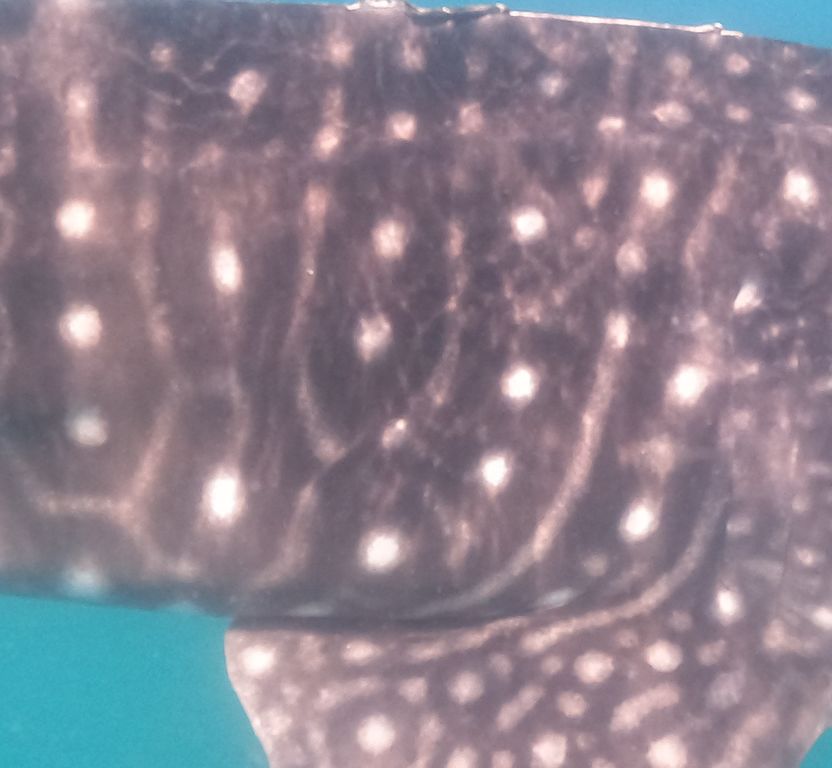 c135ada6-08ba-4076-9fec-78ba2fb06f60