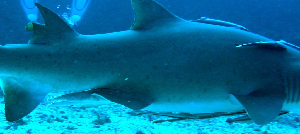 057cef94-2c2a-4f6b-802e-a9cf68c99e06