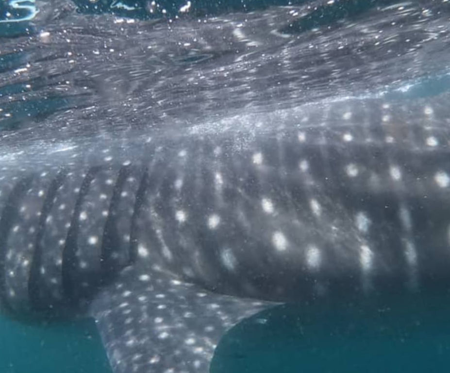 154e1513-c16f-4538-bb6a-5d1d6274c4eb