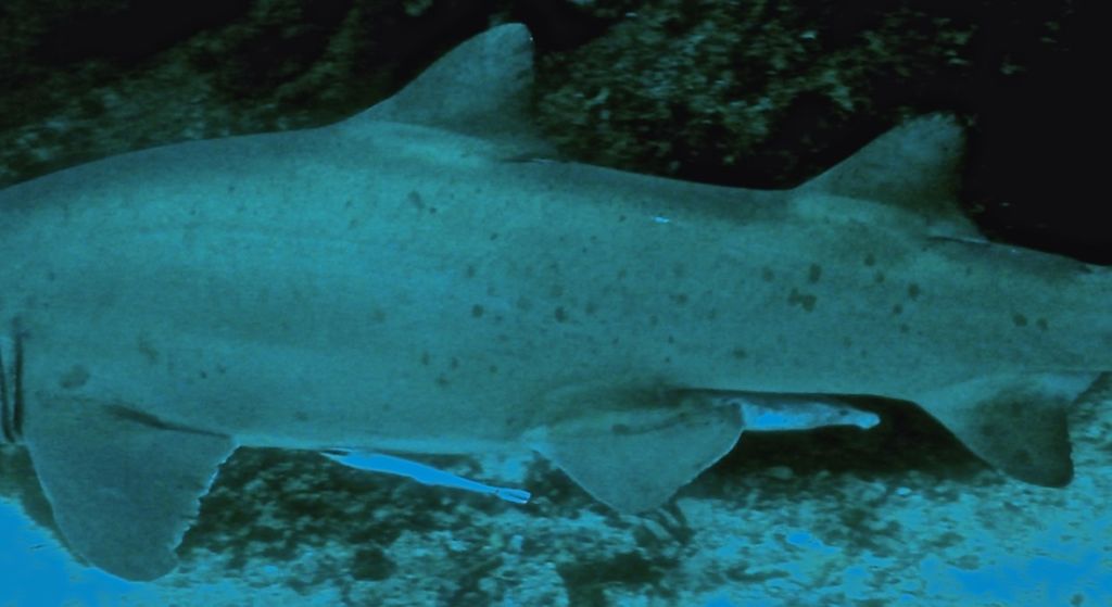 ff457abe-9304-4220-ba95-8c1a9b173748