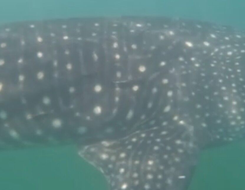 15a3e95c-44e7-493e-b6be-3c93b83c5aaf