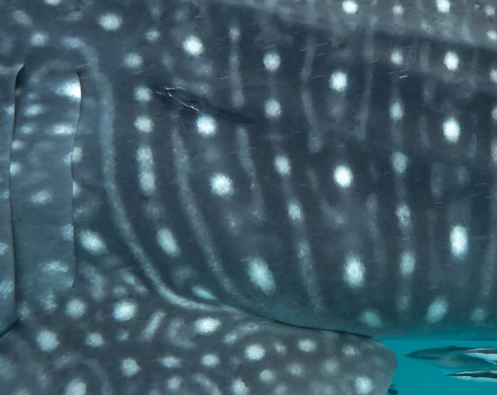 848e8536-4bde-4b25-a927-9905be4e645e