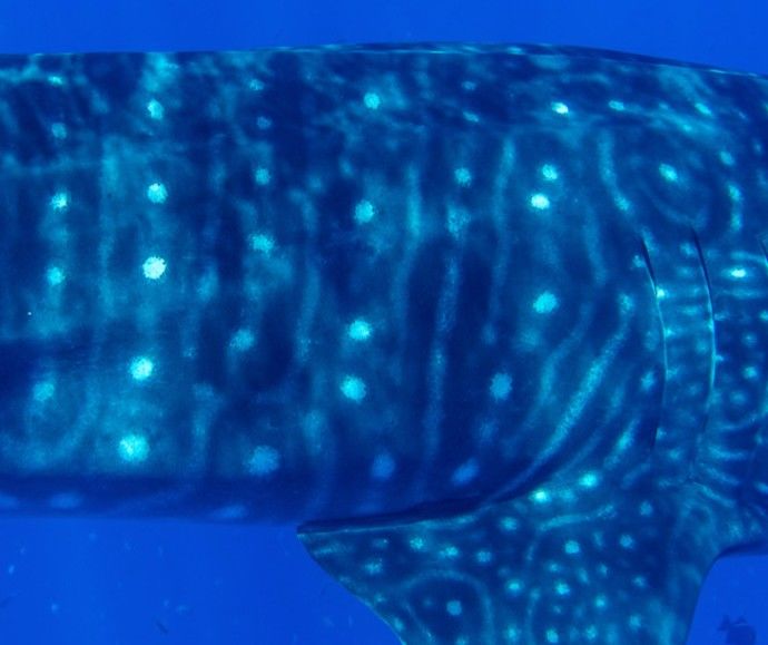 f5643a1d-b98e-46be-87e4-947a1fc1b993