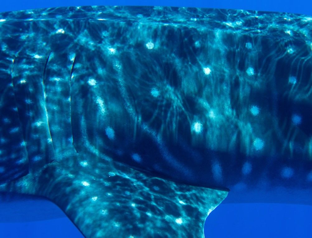 f5643a1d-b98e-46be-87e4-947a1fc1b993