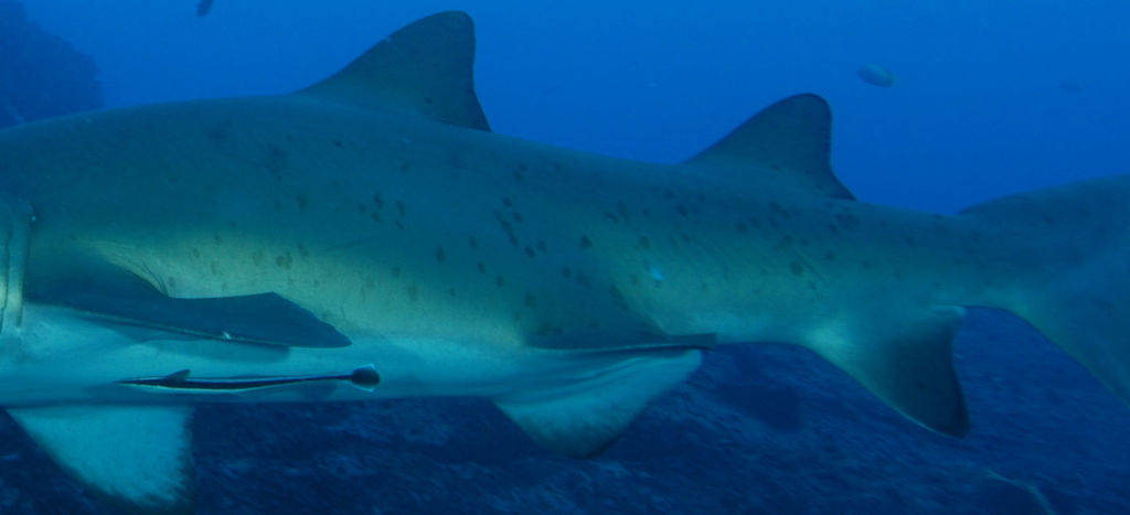 af85ed89-3720-4c85-b3c9-fc1d2b6489cb