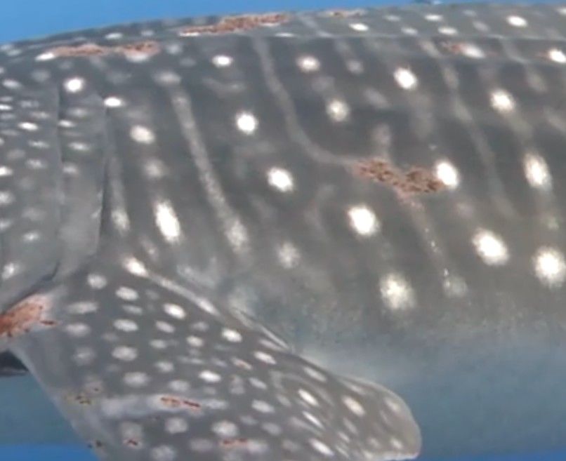 965eed49-77bc-4299-8871-7f76e7591fba