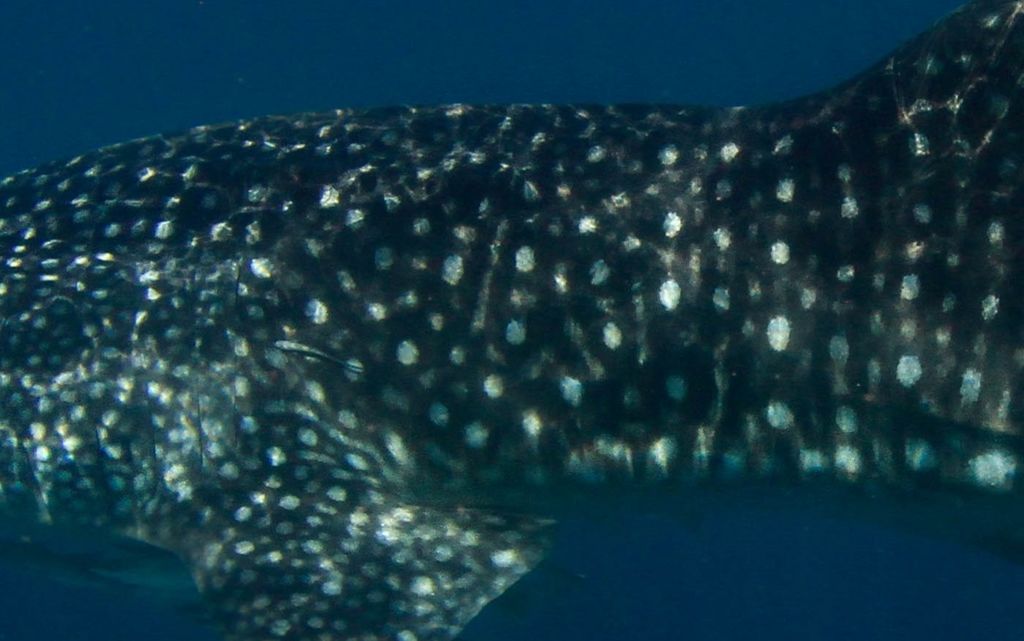 c1c28a67-fe2b-498c-a71f-43e7e0ee7808