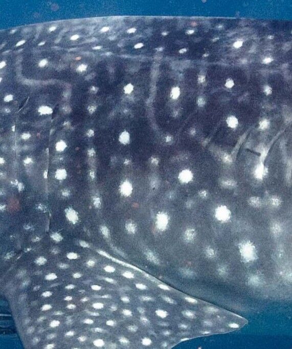 e5d645ab-25d3-410e-9cb5-11a030ada943