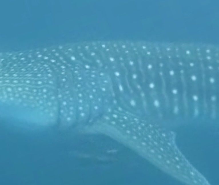 55af4efa-d16c-43e0-9147-78fb895ec5f7