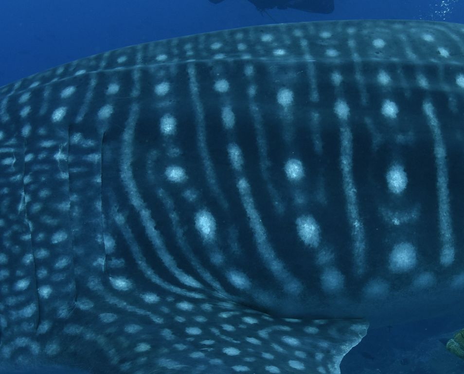 93109435-28ba-42d0-ad4b-52df4dd2e051