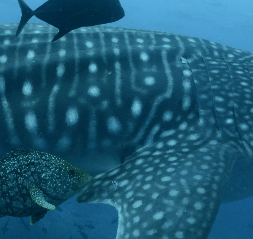 93109435-28ba-42d0-ad4b-52df4dd2e051