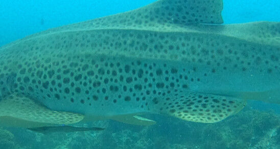 c0bd529d-f566-4e18-ab5e-e0db5e2885d9