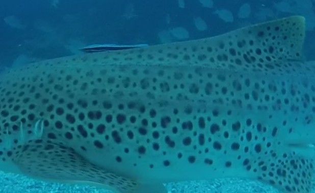 d71c1a81-5043-4ad0-a6e7-240e165f500a