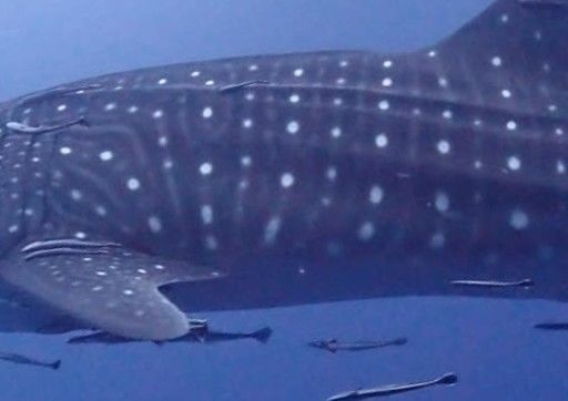 9f485ffc-826a-4baf-baba-de5df8bfab61