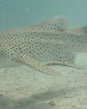 247d6b8e-b1d4-4164-96e1-35ea7bc91138