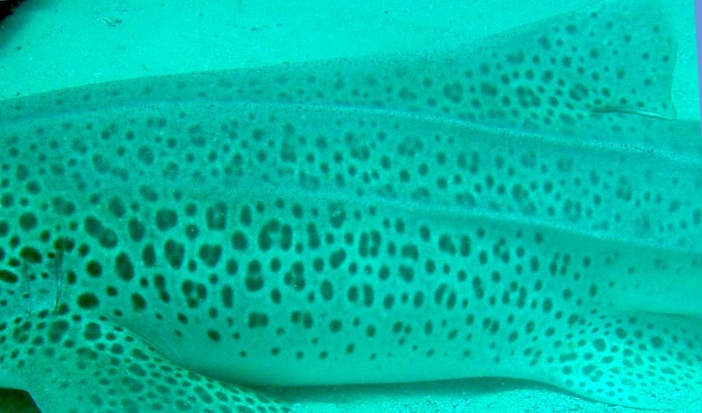 c4f71e9d-d1c2-442d-9ab7-c416542e708e