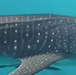 fdc32cee-8804-401c-9110-b15c56e60755