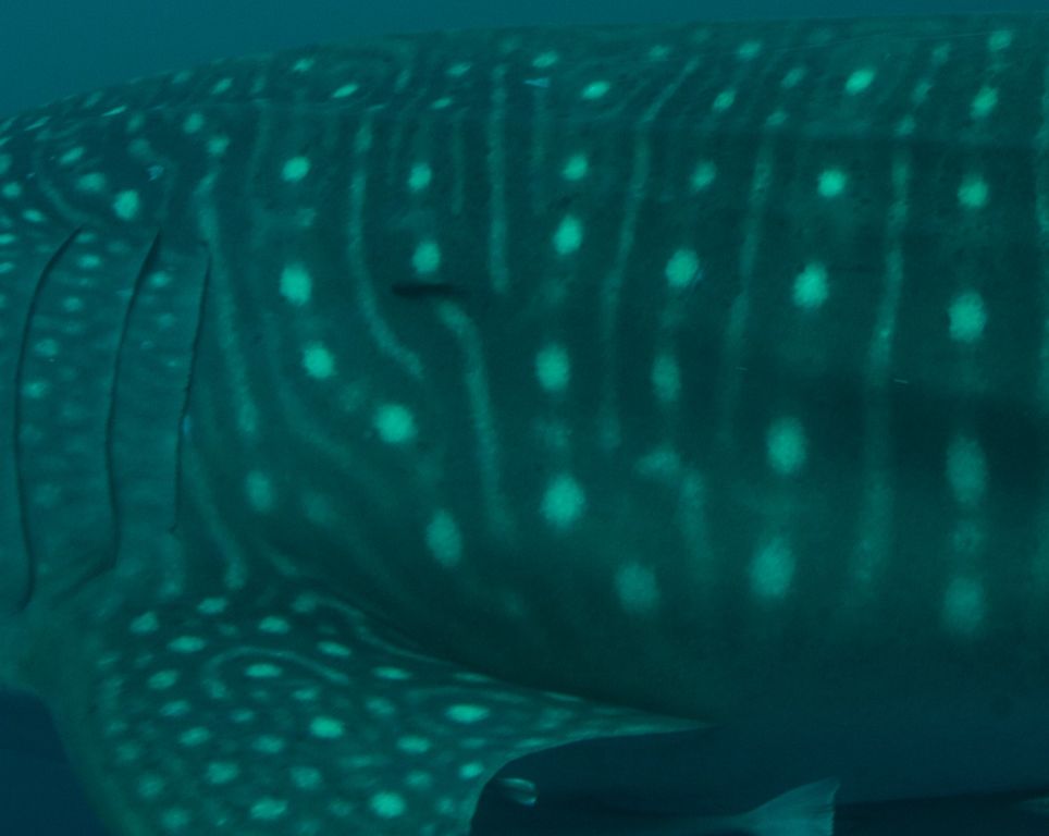 aaff848d-a229-4979-a4fc-dd1e424a5bdb