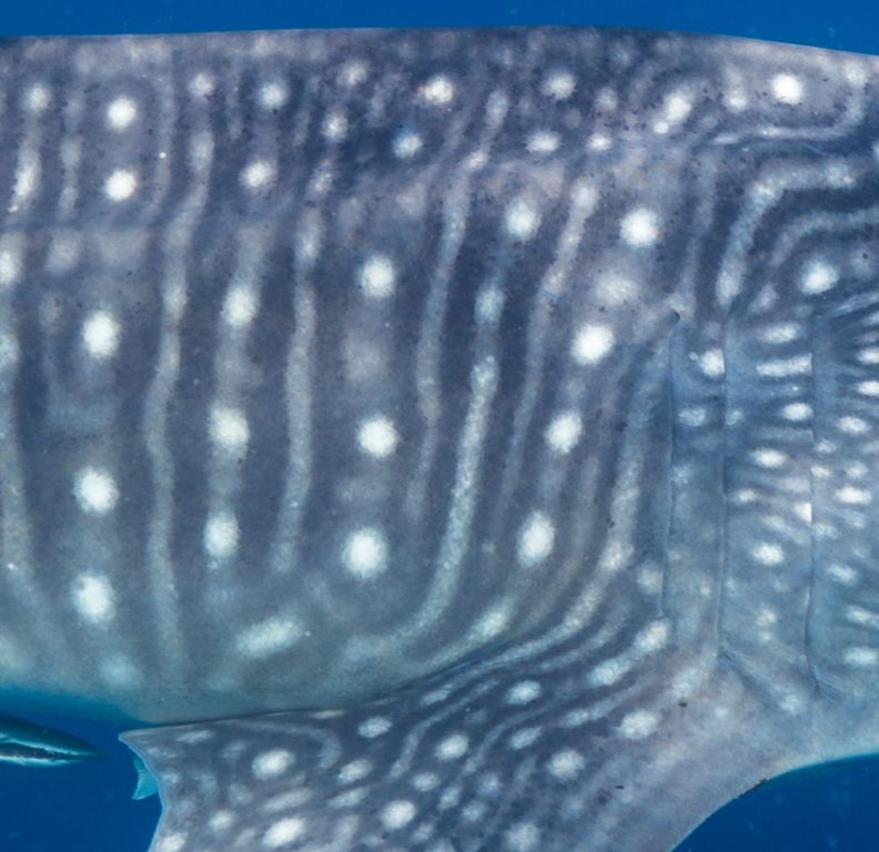 23a60ef1-3ce2-4333-83e2-d0af4bf75bad