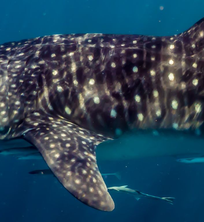 c2adec57-0bd6-4322-b7f0-67574ef23bf8