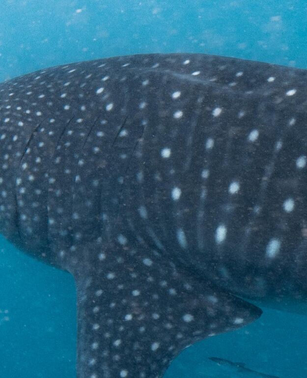 a77348ae-8156-4477-aed3-665d3a05e1fe