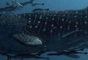 4f49ebb7-3801-4630-94c7-2527f50222d5