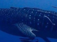 9a1da1f1-e6ee-49bb-8757-0975edb4779f