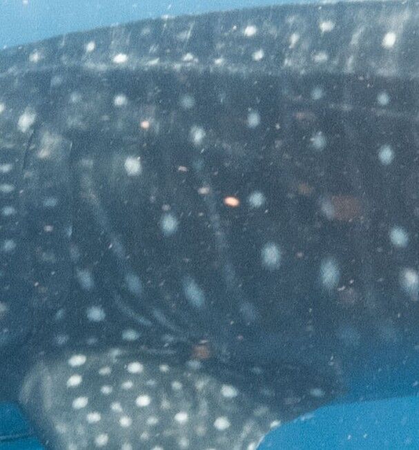 f48d8181-8092-4c7f-adb6-bf470d860d75