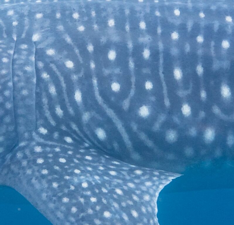 ada553e9-1901-48d1-9f25-3b06b26c916d