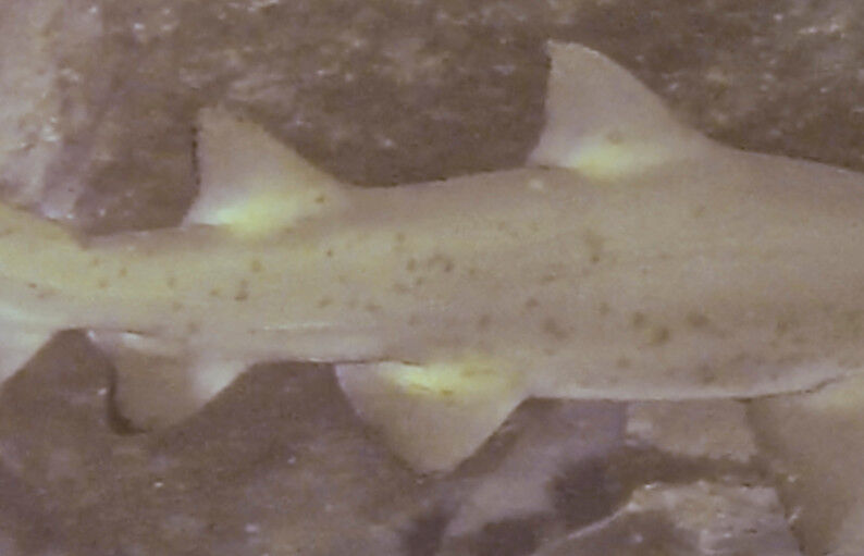 2e4a6fa8-931f-450a-9cb6-ddbbcdec5c1b