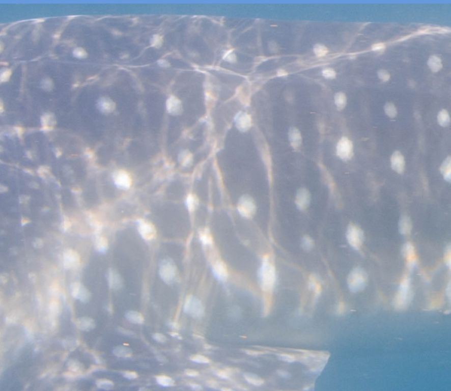 6b291f22-f08f-47fd-8263-6c204a4a2024